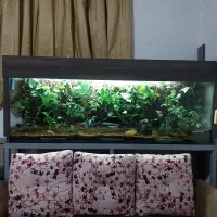 اکواریوم طبیعی