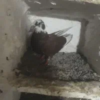 کبوتر غریب گیری|پرنده|مزرعه کتول, |دیوار