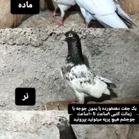 کبوتر ساعت سنگین با ضمانت|پرنده|رشت, پیرکلاچای|دیوار