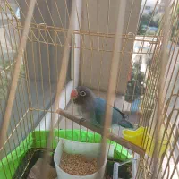طوطی برزیلی 6 ماهه همراه با قفس