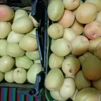 زردآلوعاصفی