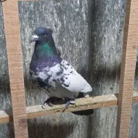 کفتر|پرنده|چهاردانگه (تهران), |دیوار