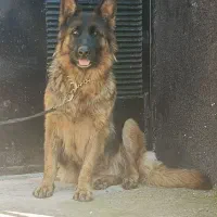 سگ ژرمن|سگ|بندر انزلی, بشمن|دیوار