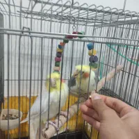 عروس هلندی نر|پرنده|دوگنبدان, |دیوار