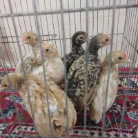 جوجه سیبرایت|حیوانات مزرعه|کردکوی, |دیوار