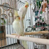 عروس هلندی لوتینونروماده با قفس ولوازم