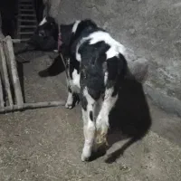 گوساله هلشتایین|حیوانات مزرعه|ورزقان, |دیوار