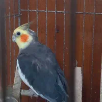 عروس هلندی نر