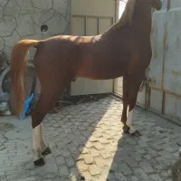 اسب نریون شش دنگ|اسب و تجهیزات اسب‌سواری|فلاورجان, |دیوار