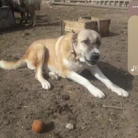 ماده سگ افقان نژاد دار وگلگی