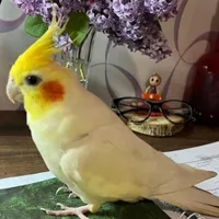 گمشده