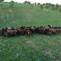 ۳۰راس میش بر افشاری