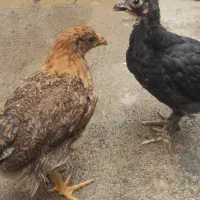 جوجه چهل تاج کوردی