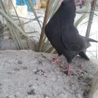 کبوتر سیاه آبادانی