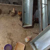 مرغ خروس جوجه محلی کرپ