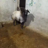 قوچ شال.شش دندان