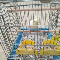 عروس هلندی|پرنده|قشم, |دیوار