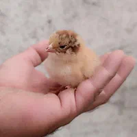 تخم مرغ نطفه دار محلی