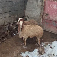 دوتا گوسفند داشتی|حیوانات مزرعه|سارال, |دیوار