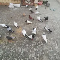 کبوتر تهرانی کله ای نامور 23عدد