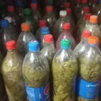 فروش برگ مو کشمش تازه امسال ۷۰هزار تومان