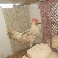 یک خروس سالم وزیبا
