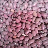 نخود لوبیا قرمز لوبیا سفید لوبیا چیتی|عمده‌فروشی|فامنین, |دیوار