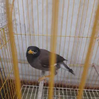 مرغ مینا سه ماهه