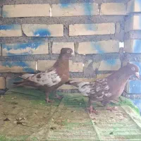 کفتر پرنده کله سیاه .کله زرد.سینه سیاه.سینه سرخ|پرنده|شادگان, |دیوار