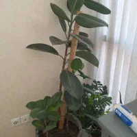 گل فیکوس|گل و گیاه طبیعی|تهران, کیانشهر|دیوار