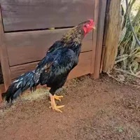 تخم مرغ لاری اصل|حیوانات مزرعه|گنبد کاووس, |دیوار