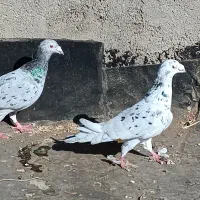 کبوتر|پرنده|نیشابور, مبارکه|دیوار