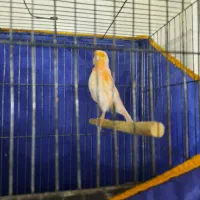 قناری فر|پرنده|بم, |دیوار