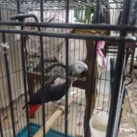 کاسکو دم قرمز بالغ