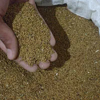 بذر یونجه گرمسیری (محلی) قیمت ۲ تومن