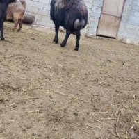 قوچ دندان ۴|حیوانات مزرعه|خسروشاه, |دیوار