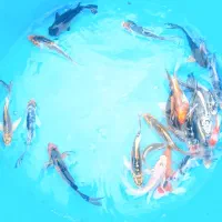 پخش بچه مآهی کُوی یال دار تک رنگ در ایران|ماهی|خمینیشهر, |دیوار