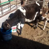 گوساله ماده|حیوانات مزرعه|اراک, |دیوار