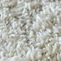 فروش برنج محلی|عمدهفروشی|دورود, |دیوار