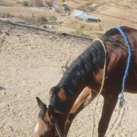 اسب|اسب و تجهیزات اسبسواری|سنندج, |دیوار