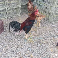 خروس لاری