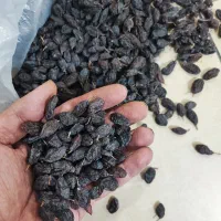 پخش کشمش ملکان|خوردنی و آشامیدنی|تبریز, |دیوار