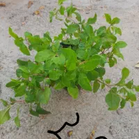 گلهای طبیعی زیبا|گل و گیاه طبیعی|مرند, |دیوار