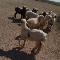 بره ماده|حیوانات مزرعه|مرودشت, مجد آباد|دیوار