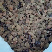 کشمش تیزابی|خوردنی و آشامیدنی|ملایر, |دیوار