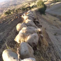 کاور ماده سالم و سرحال|حیوانات مزرعه|جوانرود, |دیوار