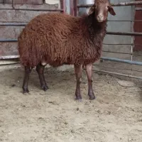 گوسفند بره نر
