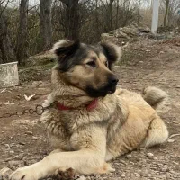 سگ سرابی|سگ|رشت, معلم|دیوار