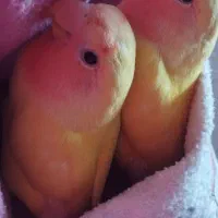 طوطی برزیلی|پرنده|مهدی شهر, |دیوار