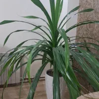 پاندانوس